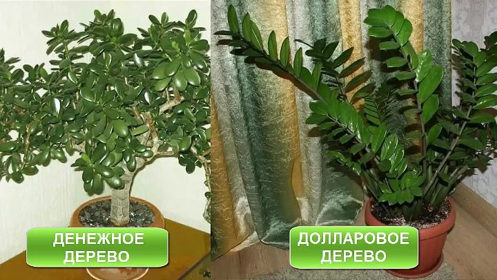 Как выглядит денежный цветок Как выглядит денежный цветок