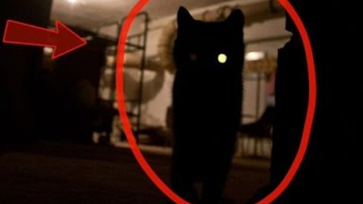 Египетский кот фото дух Египетский кот фото дух