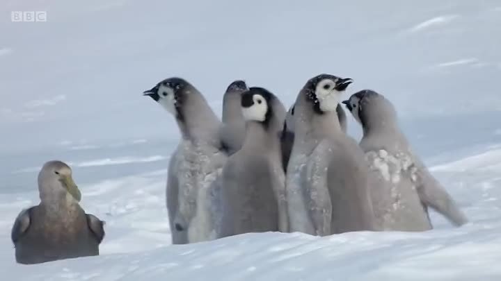 Маленькие пингвины защищают своего