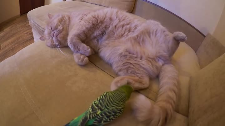 Весёлый говорящий попугай Кеша и смешной кот Марсик