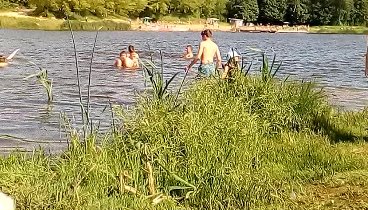 Лебеди на Оршанском озере в г. Горки