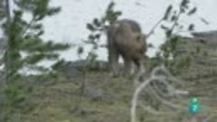 Loba blanca | La loba blanca de la manada del Gran Cañón | D...