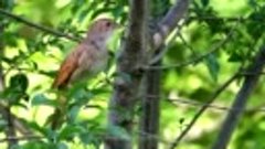 Singing nightingale. The best bird song..mp4