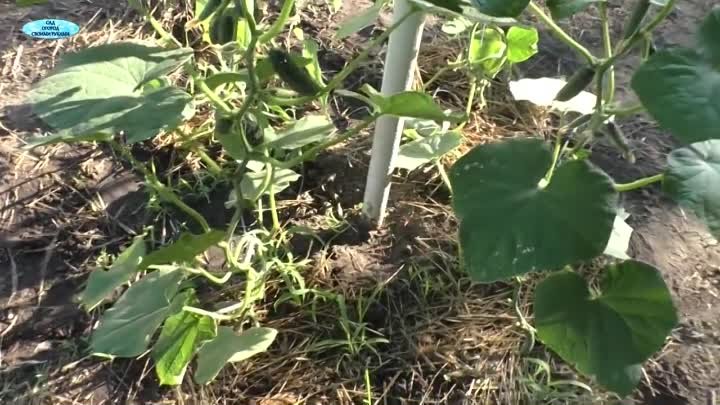 Увеличиваем урожай огурцов в ДВА(!!!) раза одним лёгким движением руки!