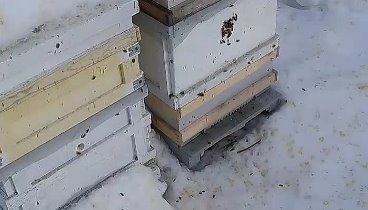 Облёт пчел на моей пасеке 1 марта.