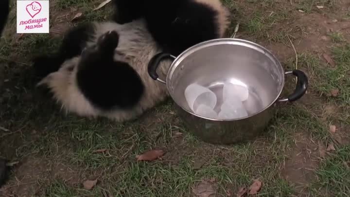 Забавные панды