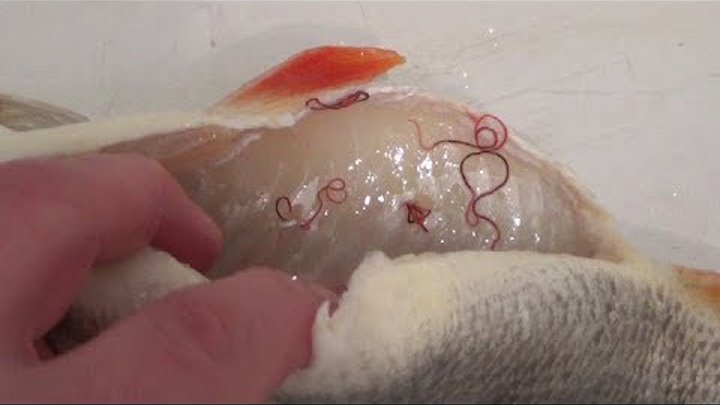 Анизакиды в рыбе как выглядит Анизакиды в рыбе как выглядит