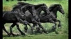 Мой конь... Автор видео, песни, исполнитель Владимир Бочаров...