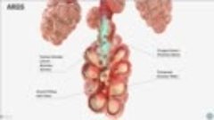 Anatomy Videos - (dratef.net ) Coronavirus COVID-19   Viral ...