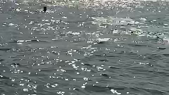 Дельфины в Азовском море. Рыба убегает.