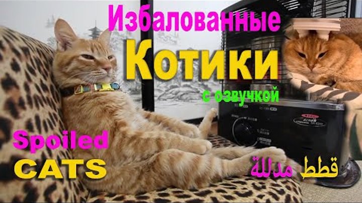 We should live like that! Most Spoiled Сute Cats/Нам так Жить! Самые ...