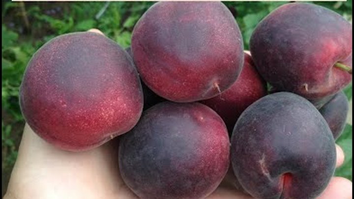 Абрикос черный принц фото Абрикос черный принц фото