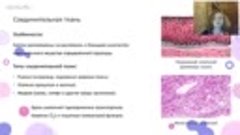 Биология 7 класс_ многоклеточные животные, их ткани и органы