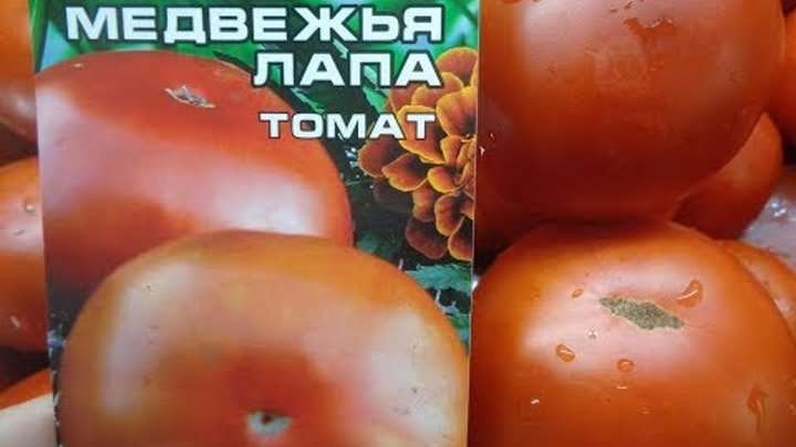 Медвежья лапа томат описание фото отзывы Медвежья лапа томат описание фото отзывы