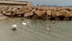 В первый раз вижу на море семью лебедей!