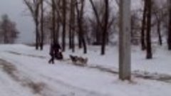Мастер класс Kharkiv Club of Sled Dog Sport ROX Raicing Dogs...