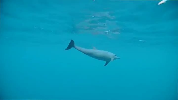 Дельфиненок песня слушать