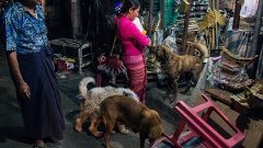 Спасительница бездомных собак из Мьянмы