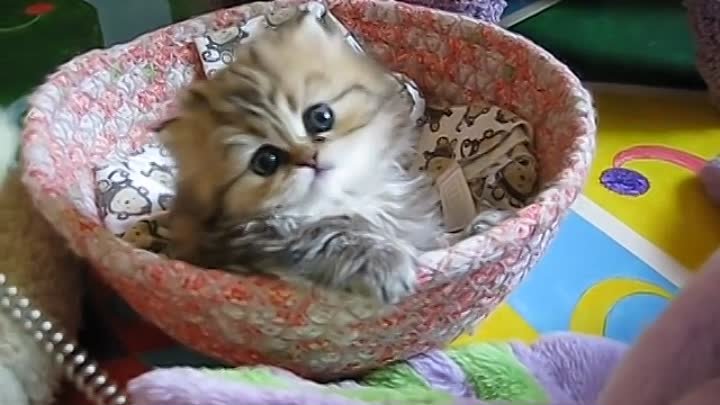 Алиса покажи фото котиков Алиса покажи фото котиков