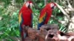 Colorful Macaw Parrots - Stunning Birds in 4K