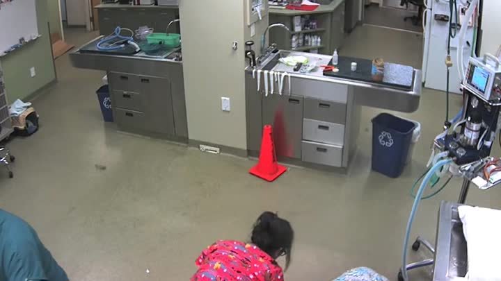 Медсестра ускакала из клиники на собаке