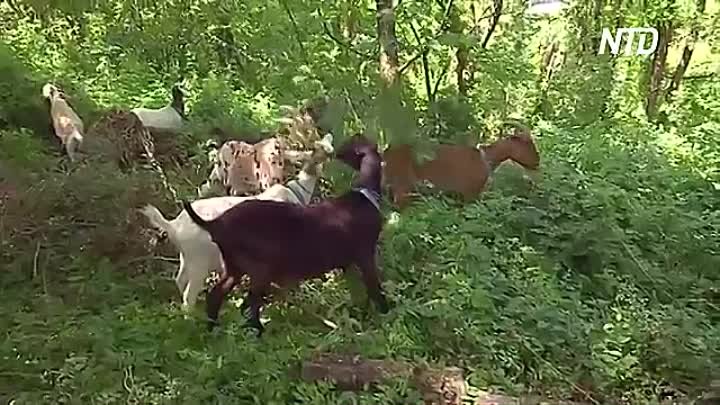 24 козы очистят от сорняков Риверсайд-парк в Нью-Йорке