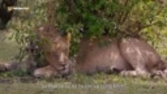 [S01.E04] The Secret Lives Of Lions.1080p.WED-DL.264-[DV26]