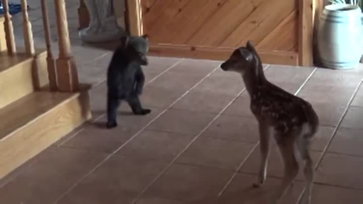 Bear Cub meets fawn for first time