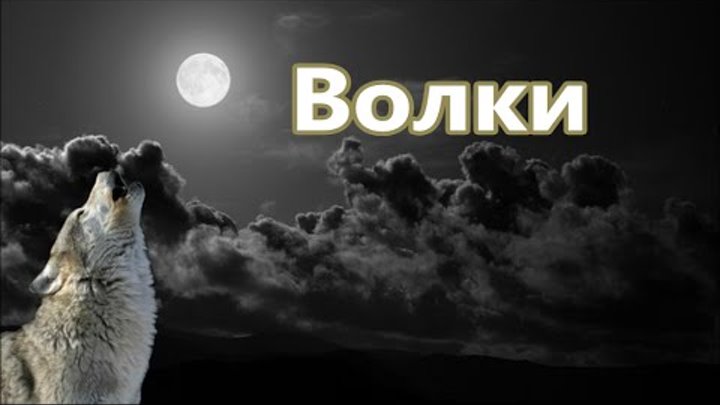 Душа волка песня