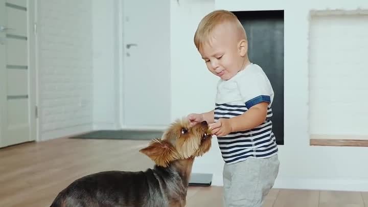 Забавные собаки и щенки.