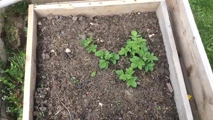 Картошка в ящиках выращивание пошагово с фото Картошка в ящиках выращивание пошагово с фото