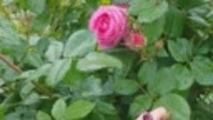 Сад огород первое цветение роз