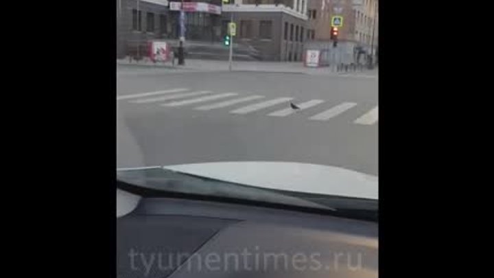 В Тюмени голуби переходят дорогу по пешеходному переходу