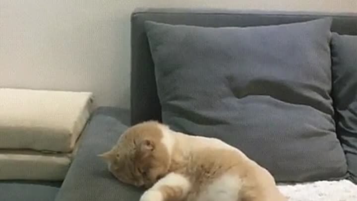 Котику снится, что он на велике