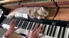 Кот спит на пианино! Его спокойствию можно только позавидова...