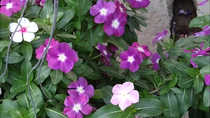 Цветы Таиланда-Паттайя,Пхукет