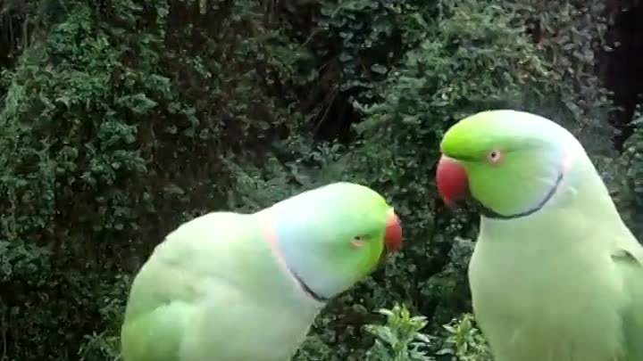 Разговор двух попугаев