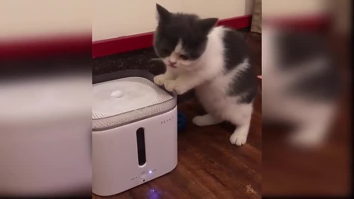 Очаровательное видео с котиками