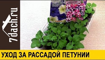 🌺 Уход за рассадой ПЕТУНИИ: как вырастить шедевр - 7 дач