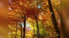 Мастер-класс «Осенний лес»