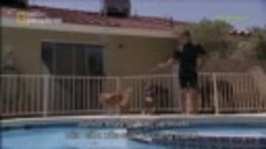 Dog Whisperer - Cesar Goes To Vegas