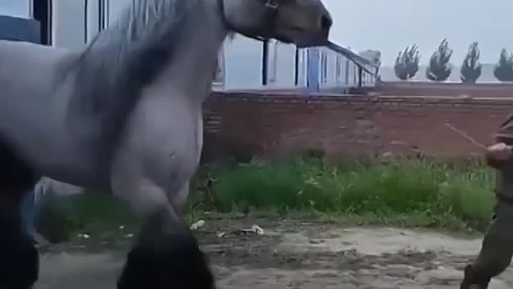 Да это не конь, это какой-то мифический зверь