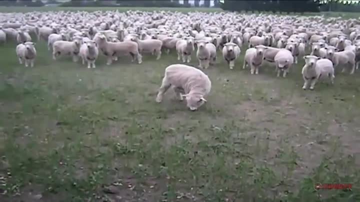 Ilan Shor și-a prezentat planul electoral în fața orheienilor (goat edition)