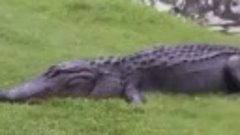 Черепашка ловко сбегает из пасти крокодила