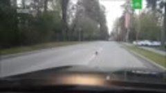 Ворона переводит ежика через дорогу