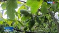 3000 саженцев американского фрукта высадят в Крыму