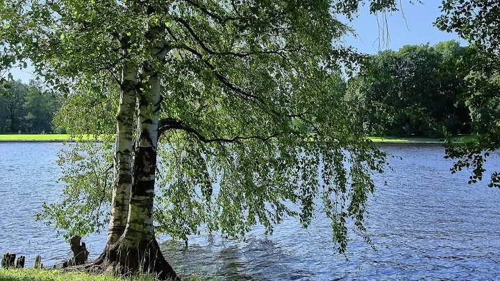 Береза над рекой фото Береза над рекой фото