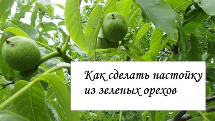 Настойка из зеленых грецких орехов. Эликсир молодости. Лечебная наст ...