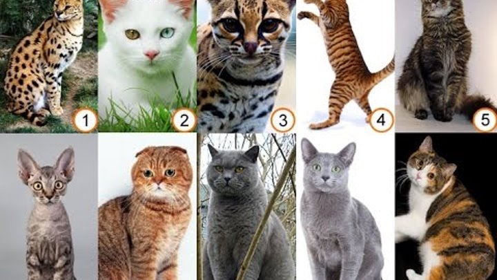 Какие есть породы кошек фото Какие есть породы кошек фото