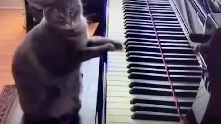 Когда понимаешь, что кот играет лучше тебя!
